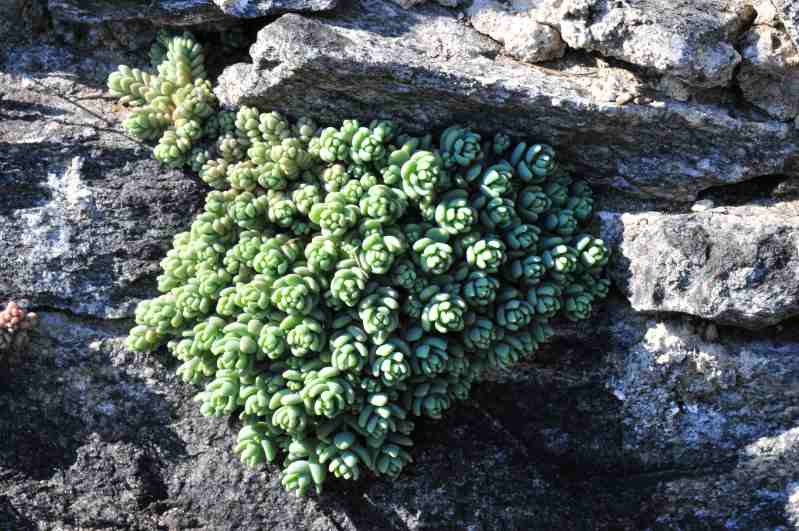 Sedum dasyphyllum